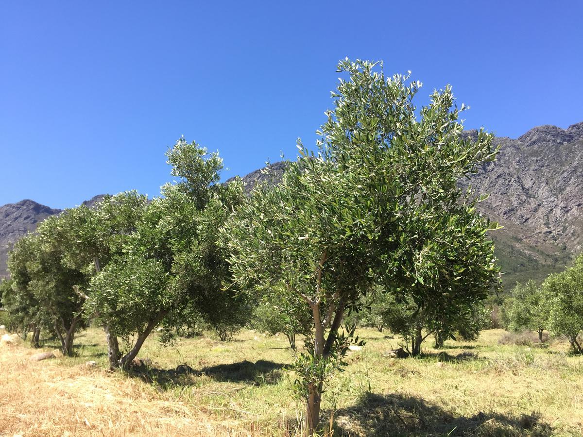 Olive Cottage Franschhoek Dış mekan fotoğraf